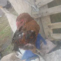 جوجه محلی