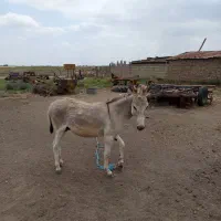 خر آرام