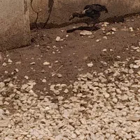 به عنوان جانداشتن
