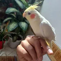 عروس هلندی نر