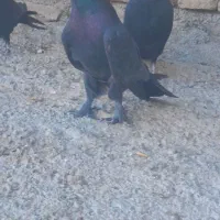 کبوتر اصفهانی