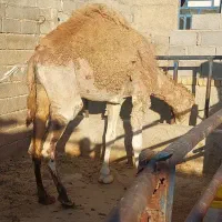 شتر فروشی
