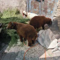 گوسفند برای محرم