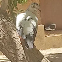 جوجه پلاکی