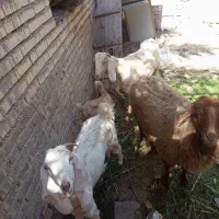 بز با بزغاله