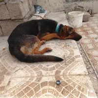 سگ ژرمن|سگ|آبادان, |دیوار