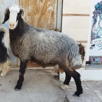 بره کوعه