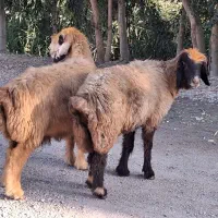 دوتا میش داشتی