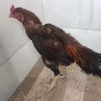 خروس گمشده در میدان بار تپه خزینه