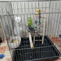 عروس هلندی|پرنده|شهر ری, ظهیرآباد|دیوار