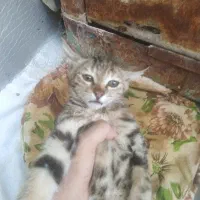 بچه گربه