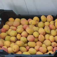 زردآلو شکرپاره