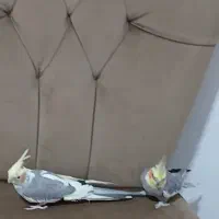 جفت عروس هلندی سخنگو  فروشی دستی