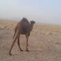 شتر نر  فروش فوری