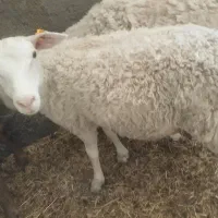 بره نر و ماده رومن چندقلوزا پلاکدارشرکتی فرانسه