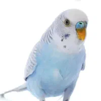 سلام مرغ عشق ماده
