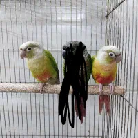گرینچیک آناناسی دستی ، نر و ماده