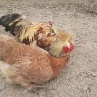 ۲ تا مرغ و ۲تا خروس