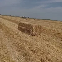 کلش گندم