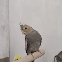 جوجه عروس هلندی