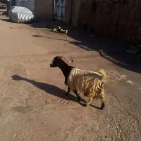 تیشتر ماده