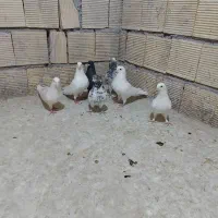 کفتر هوایی