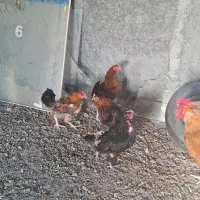 ۵ عدد مرغ و ۱ خروس برهما