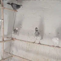 جوجه کفتر