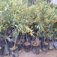 نهال کامکوات رو میوه