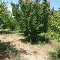 توافقی|خدمات باغبانی و درختکاری|جیرفت, |دیوار