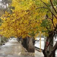 فروش-ملک-اکازیون-قصردشت