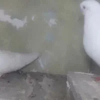 سفید نرو ماده