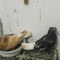جفتگاه مقبول