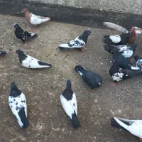 ۱۰ جفت سینه فروشی