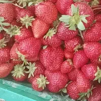 توت فرنگی تازه چین