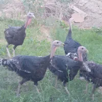 بوقلمون محلی