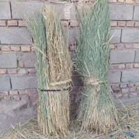 نی امسالی واسه گوسفند