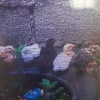 ۴عددجوجه محلی سالم وسرحال
