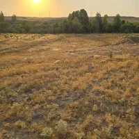 باغ زمین کشاورزی کاشت میوه