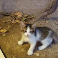 بچه گربه واگذاری