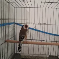 سهره نر ۷ ساله