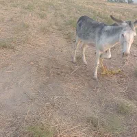 خر گوسفندی وجوان