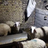 گوسفند در شهر بستان