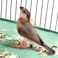 جوجه فنچ نرگسی رنگ سیلور