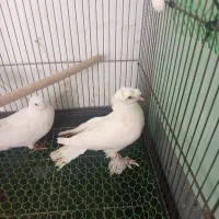 کبوتر