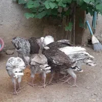 5 عدد بوقلم