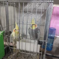 قفس همراه بالانه