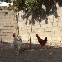 خروس|حیوانات مزرعه|یاسوج, |دیوار