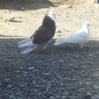 پرنده|پرنده|زابل, |دیوار