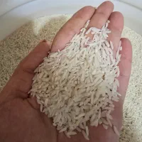 برنج طارم هاشمی
